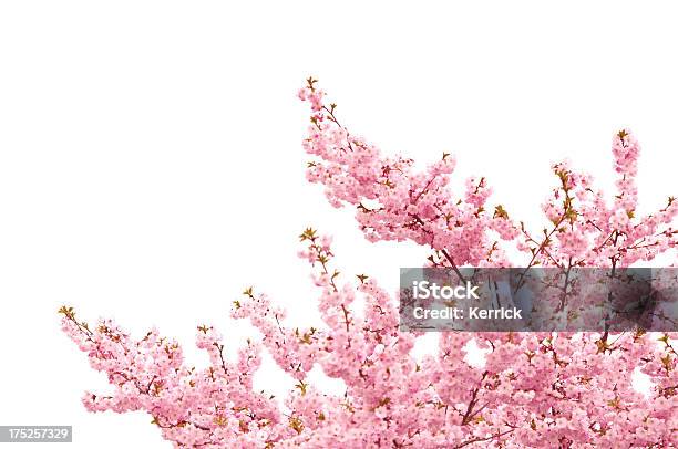 Japanische Kirschblütenisoliert Auf Weiss Stockfoto und mehr Bilder von Kirschblüte - Kirschblüte, Weißer Hintergrund, Blütenblatt