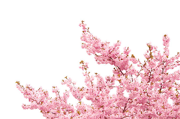 istock japanese cherry blossoms - isolated on white 175257329