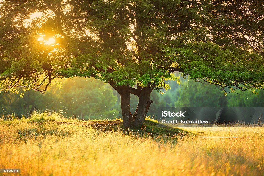 A majestosa Tree contra com forte luz do sol durante o pôr do sol colorido -shallow DOF - Foto de stock de Abstrato royalty-free