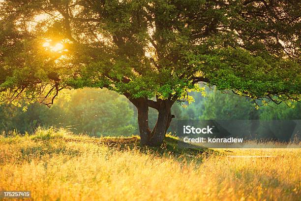 Foto de A Majestosa Tree Contra Com Forte Luz Do Sol Durante O Pôr Do Sol Colorido Shallow Dof e mais fotos de stock de Abstrato