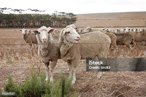 Foto de Bando De Carneiros Na África Do Sul Simples e mais fotos de stock de Ovelha - Mamífero ungulado - Ovelha - Mamífero ungulado, República da África do Sul, Agricultura