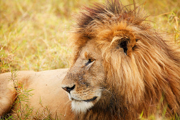 istock Lion having rest in African savanna 175257623