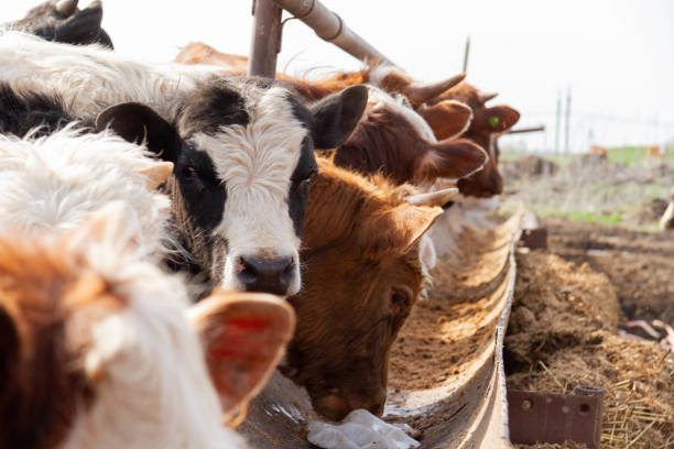 istock A herd of cows on a farm. Livestock complex. Raising cattle. 1752577411