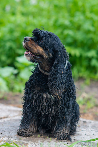 istock Very wet and sandy black spaniel dog lsitting in countryside 1752579328