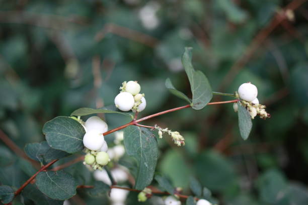 istock Fruit of common snowberry (Symphoricarpos albus) close-up 1752581073