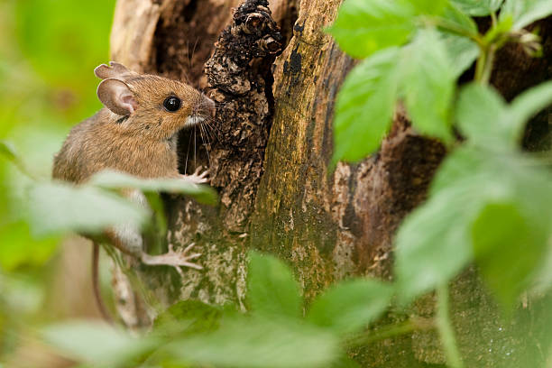 istock Wood mouse in habitat 175258359