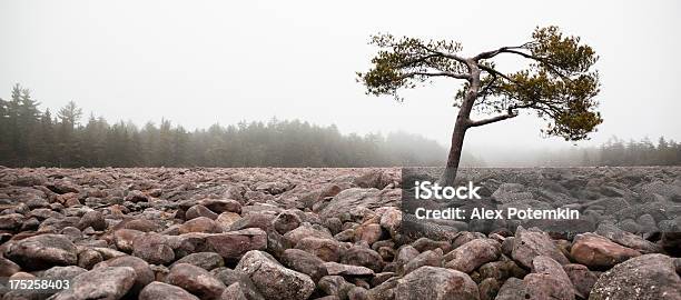 Boulder Fenómeno Natural Em Hickory Execução Parque Estatal Da Pensilvânia - Fotografias de stock e mais imagens de Alto-Contraste