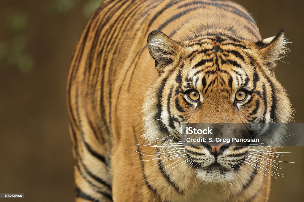 Tigre - Foto de stock de Tigre-da-Sumatra royalty-free