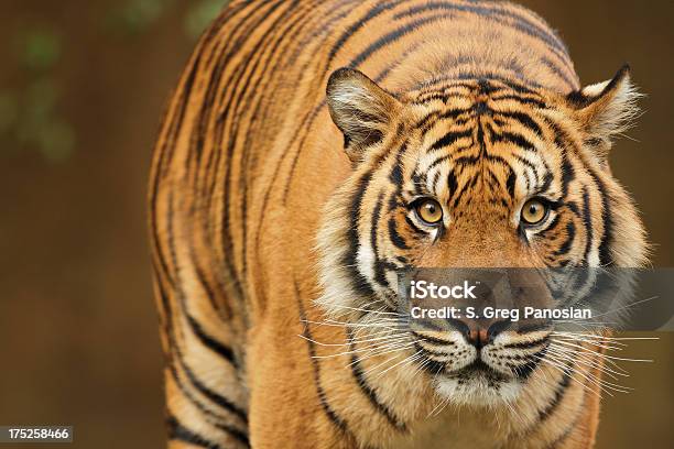 Foto de Tigre e mais fotos de stock de Tigre-da-Sumatra - Tigre-da-Sumatra, Tigre, Bigode de animal