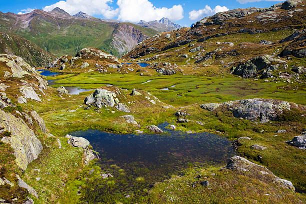 고산대 여름 - wilderness area flower pond clear sky 뉴스 사진 이미지