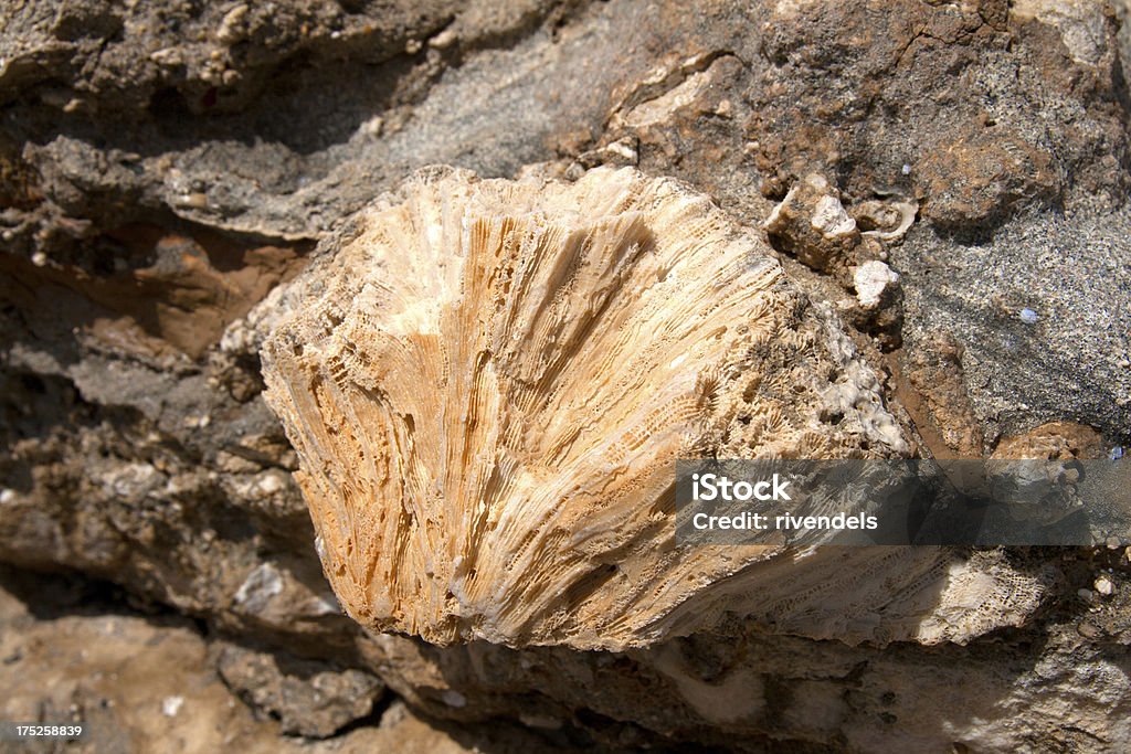 Corallo fossile - Foto stock royalty-free di Archeologia