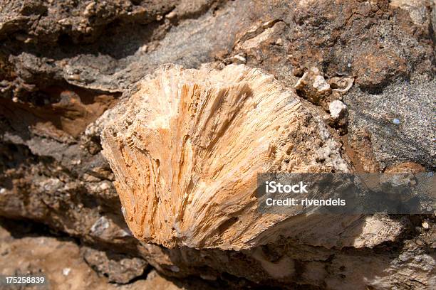 Corallo Fossile - Fotografie stock e altre immagini di Archeologia - Archeologia, Composizione orizzontale, Corallo - Cnidario