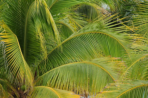 Telephoto image of a palm tree.
