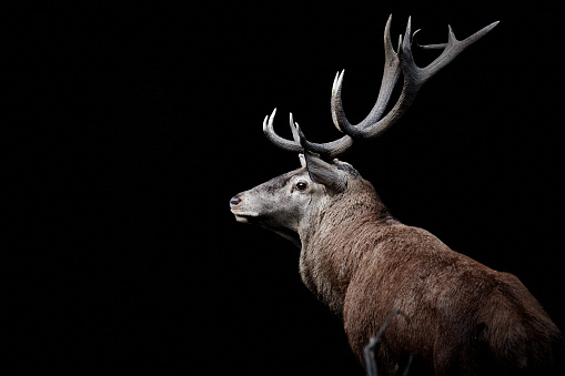 Close-up side view of a male Red Deer (Cervus elaphus) isolated on dark black background with copy space. Photo taken in Klosterreichenbach, Black forest