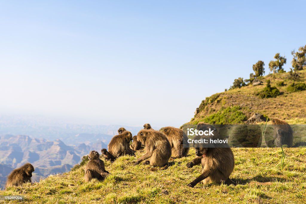 Babuínos Gelada em Montanhas Semien - Royalty-free Parque nacional das montanhas de Simen Foto de stock