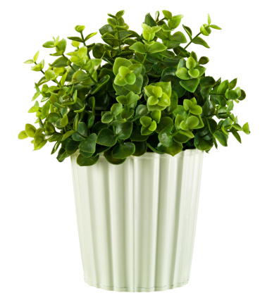 Artificial boxwood in terracotta pot - isolated on white