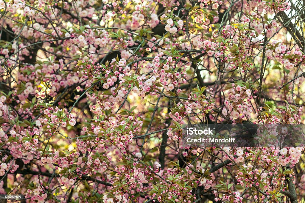 핑크 벚꽃 - 로열티 프리 Hanami 스톡 사진