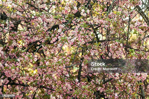 핑크 벚꽃 Hanami에 대한 스톡 사진 및 기타 이미지 - Hanami, 개화, 꽃 나무