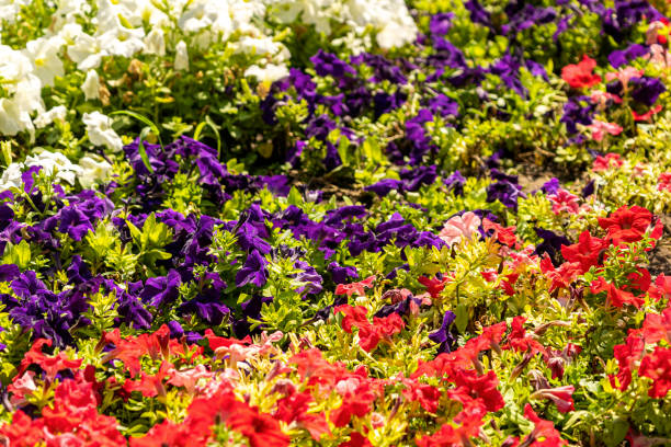 istock flowerbed with bright multicoloured petunias in the bright sun 1752597136