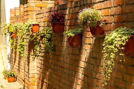 installation of flower pots to decorate a brick wall outdoors. outdoor potted plants, home and yard decoration