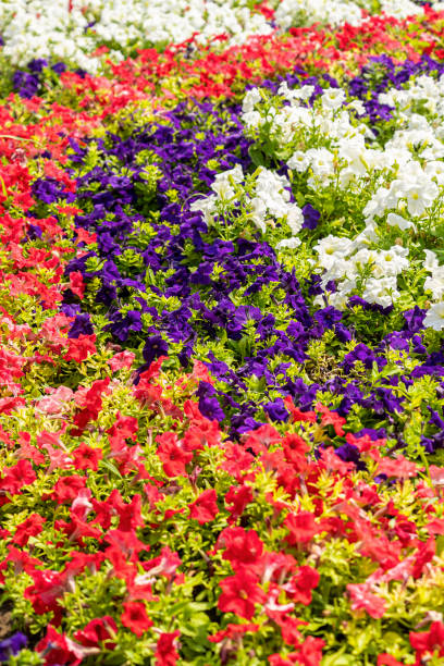 istock flowerbed with bright multicoloured petunias in the bright sun 1752597143