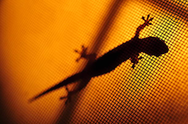 istock Silhouette brown spotted gecko reptile 175259730