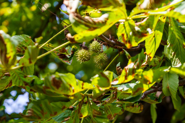 horse chestnut leaves affected by brown spot or rust. horse chestnut disease close-up. damage to horse chestnut leaves the horse-chestnut leaf-miner