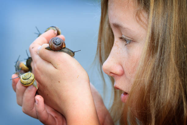 Snail Lissachatina fulica or Achatina fulica in children's hands.