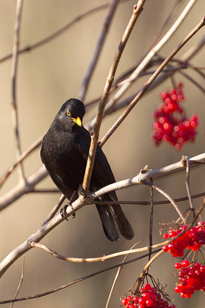 Male Blackbird with berries stock photo