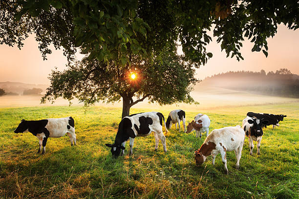 istock Cows under the Tree - Foggy Sunrise Landscape 175259889