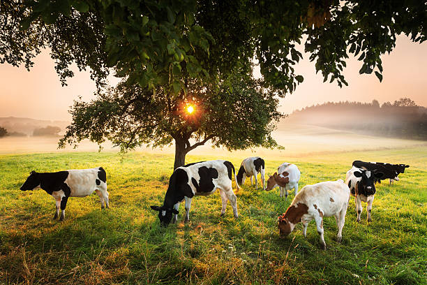 Cows under the Tree - Foggy Sunrise Landscape stock photo