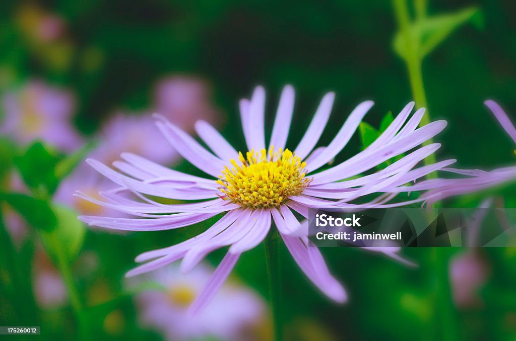 Gros plan de fleurs de cosmos et Violet - Photo de Arbre en fleurs libre de droits