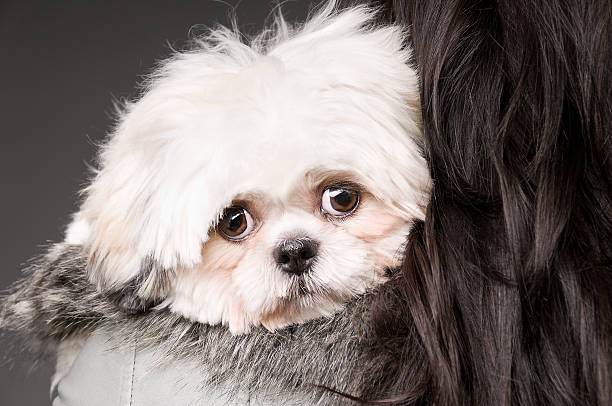 Beautiful Woman Holding Shih Tzu Poodle Dog Beautiful Woman Holding Shih Tzu Poodle Dog Over the Shoulder View on Gray Background shitzu looking at camera white glamour stock pictures, royalty-free photos & images