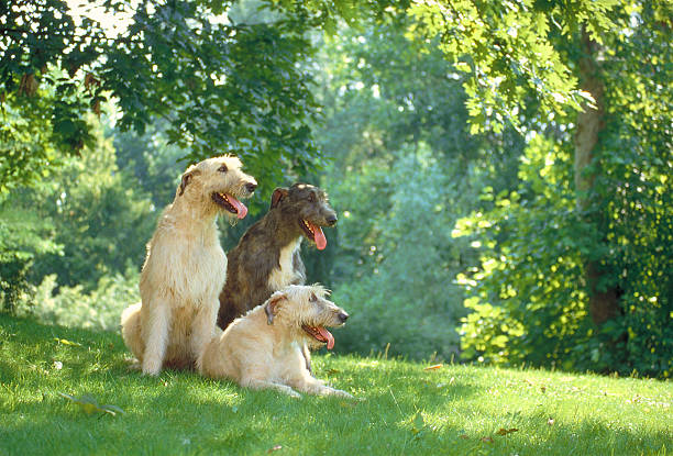 dva irští trerrier psi na louce, boční pohled - irský teriér - stock snímky, obrázky a fotky