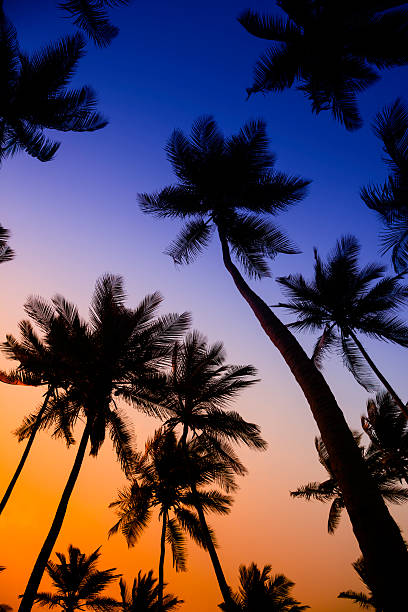 istock Colorful tropical coconut trees at sunrise 175260485
