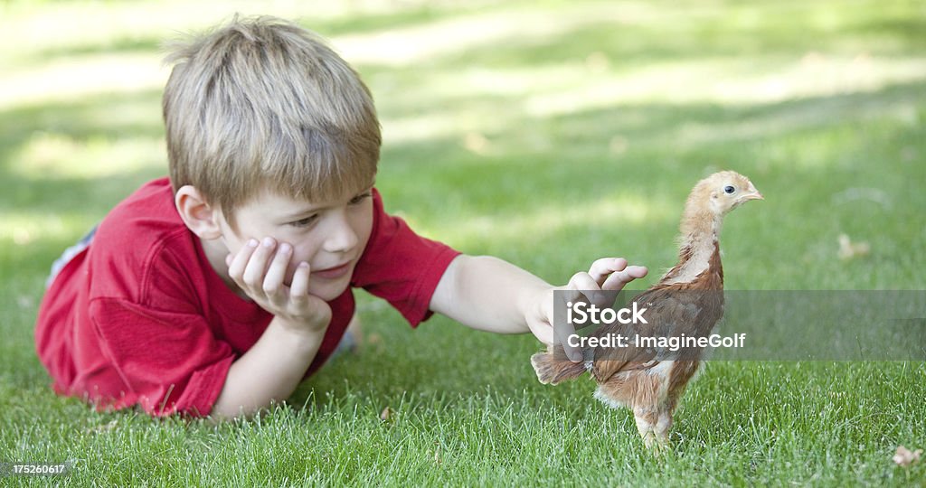 Jeune garçon avec un bébé Chick - Photo de Courir libre de droits