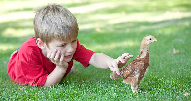 young boy 、赤ちゃんの女の子 - chicken baby chicken young bird poultry ストックフォトと画像