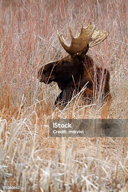 Bull Moose Stockfoto und mehr Bilder von Elch - Elch, Idaho, Elchbulle