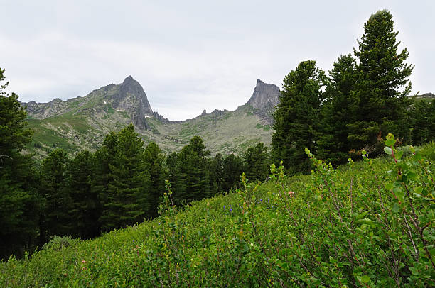 taiga e sayan montanhas. - schreckhorn uncultivated tree summer imagens e fotografias de stock