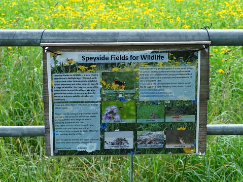 A wildlife-friendly field, planted with the cooperation of local farmers, in central Scotland. Annuals species such as Corn Poppies (Papaver rhoeas), Corn Marigold (Glebionis segetum), Cornflower (Centaurea cyanus), Corncockle (Agrostemma githago), and Blue Tansy (Phacelia tanacetifolia)​ are mixed as rich nectar sources for bees as well as attracting many species of herbivorous animals, from seed-eating birds and rodents to large mammals such as deer.