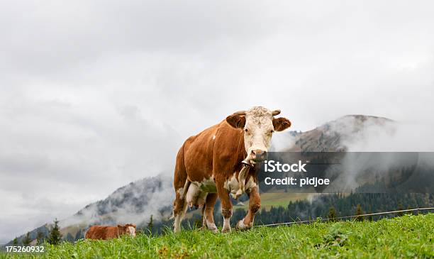 Kühe Auf Die Berge Stockfoto und mehr Bilder von Simmentaler Kuh - Simmentaler Kuh, Anhöhe, Agrarbetrieb