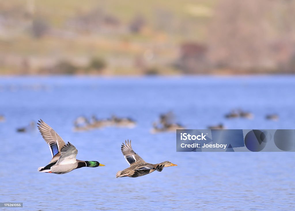 Mallard par voar fora - Royalty-free Inverno Foto de stock