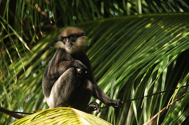 roxo confrontados folha de macaco red, galle, sri lanka. - sri lanka langur animals in the wild endangered species - fotografias e filmes do acervo