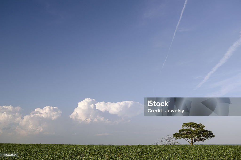 Arbre d'oiseaux - Photo de Agriculture libre de droits