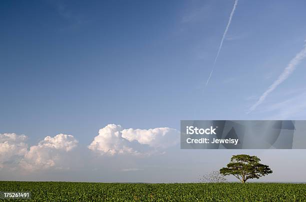 Photo libre de droit de Arbre Doiseaux banque d'images et plus d'images libres de droit de Agriculture - Agriculture, Arbre, Bleu