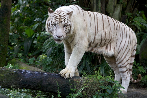 Relaxed white tiger rests on rustic table in a bright, natural light.