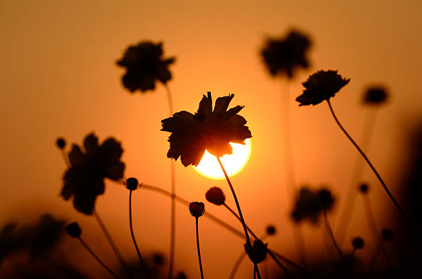 코스모스 at 해질녘까지 - single flower sundawn bouquet uncultivated 뉴스 사진 이미지