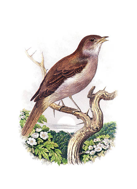 Nightingale - Chromolithograph Antique Chromolithograph of a Nightingale nightingale stock illustrations