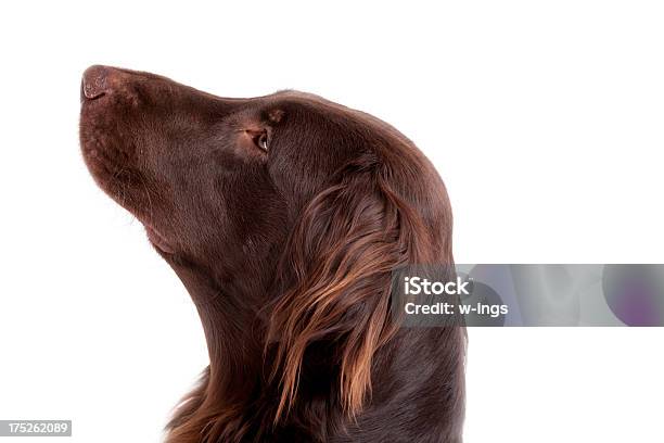 Retriever Cane - Fotografie stock e altre immagini di Retriever - Retriever, Animale, Animale da compagnia