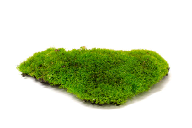 istock green tuft of moss isolated on white background 1752622074